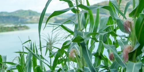 Tall grass in front of lake